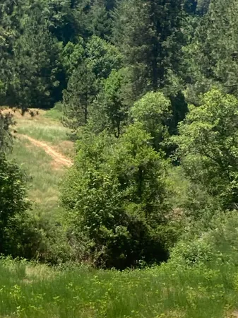a view of a garden with a tree