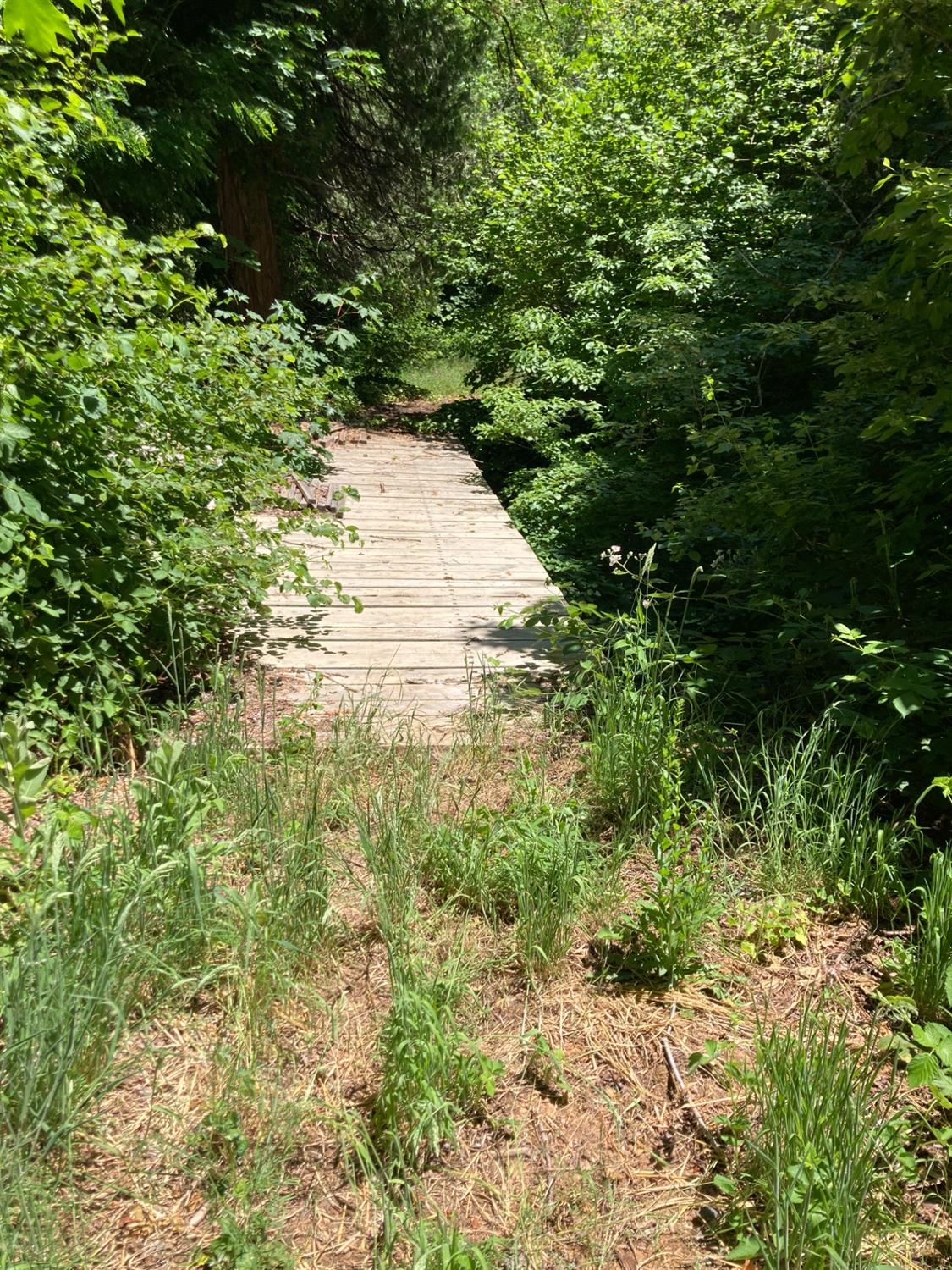 0 Baker Road Camptonville, CA 95922 - Photo 25 of 27 a view of a garden with a tree