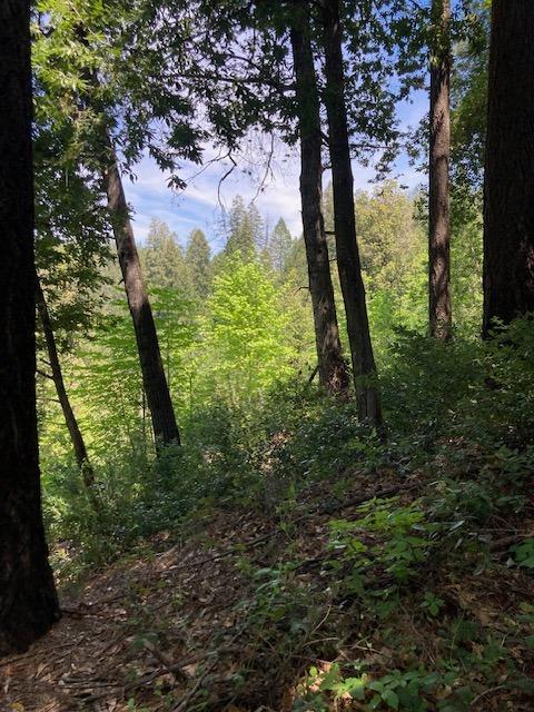 0 Baker Road Camptonville, CA 95922 - Photo 4 of 27 a view of a yard