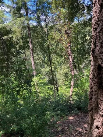 a view of a lush green forest