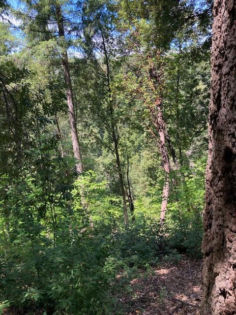 0 Baker Road Camptonville, CA 95922 - Photo 5 of 27 a view of a lush green forest