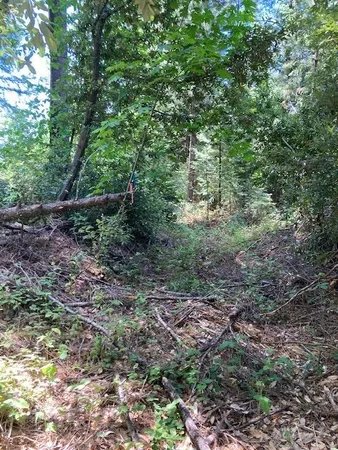 a view of a forest with trees in the background