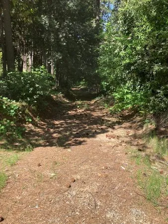 a view of a yard with plants and trees