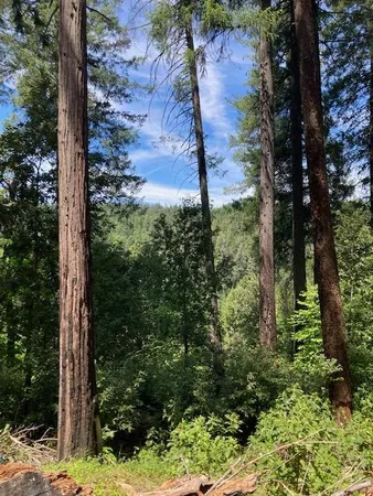a view of a yard with small trees