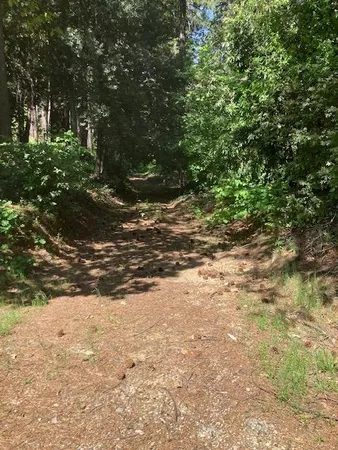 a view of a yard with plants and trees