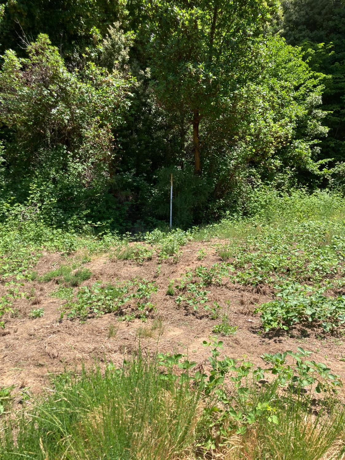 0 Baker Road Camptonville, CA 95922 - Photo 10 of 27 a view of a yard with large trees