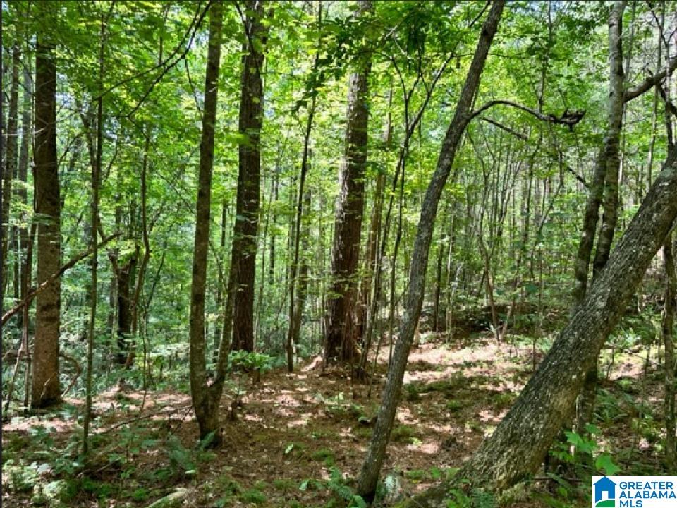 0 County Road 224, Unit 1 Fruithurst, AL 36262 - Photo 7 of 13
