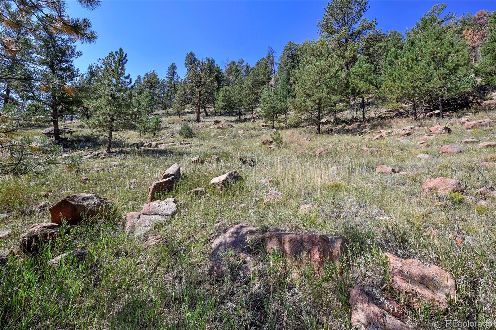 79 Ranch View Drive Florissant, CO 80816 - Photo 11 of 40 a view of a forest with trees in the background