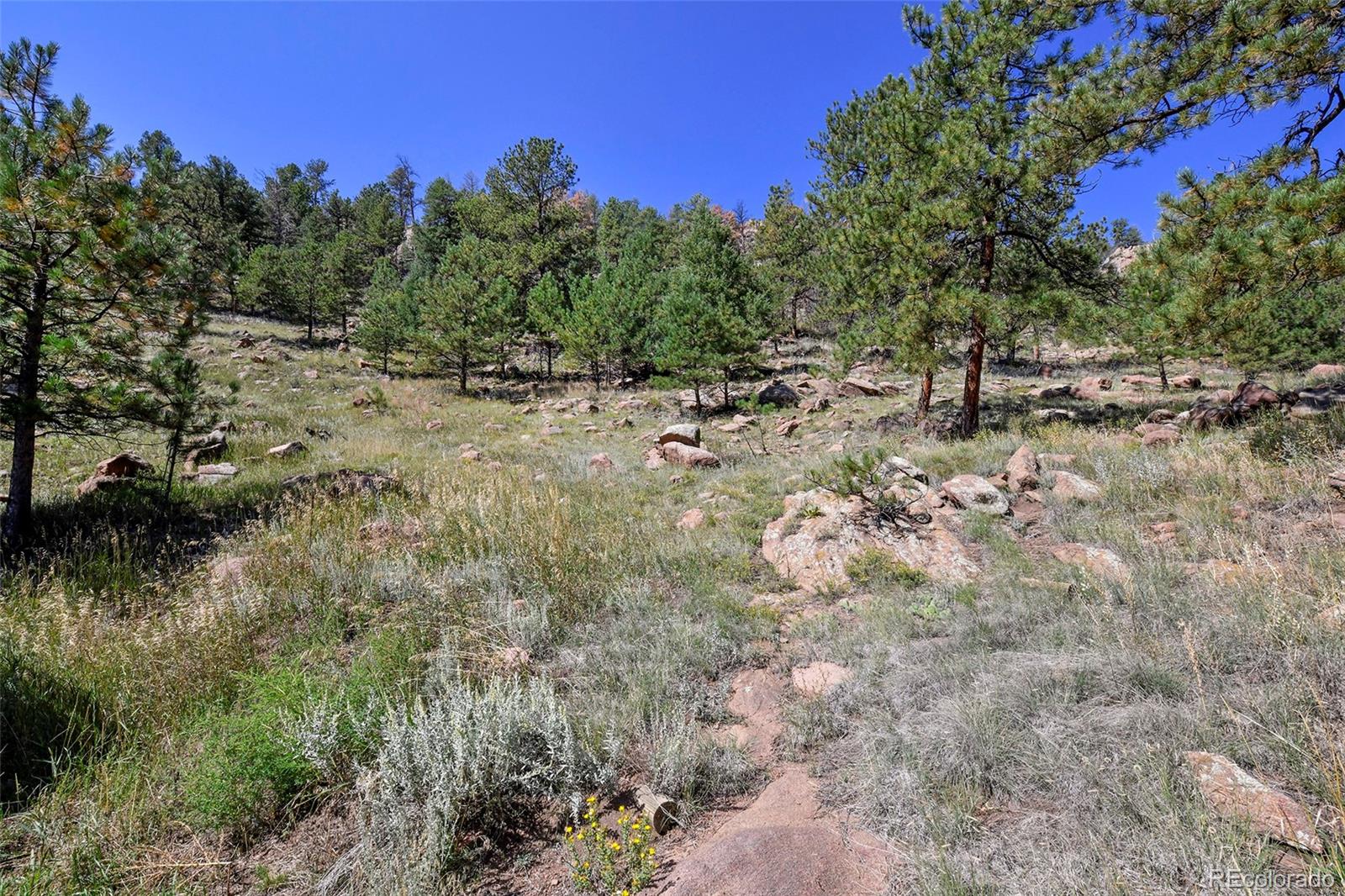 79 Ranch View Drive Florissant, CO 80816 - Photo 13 of 40 a view of a forest with trees in the background