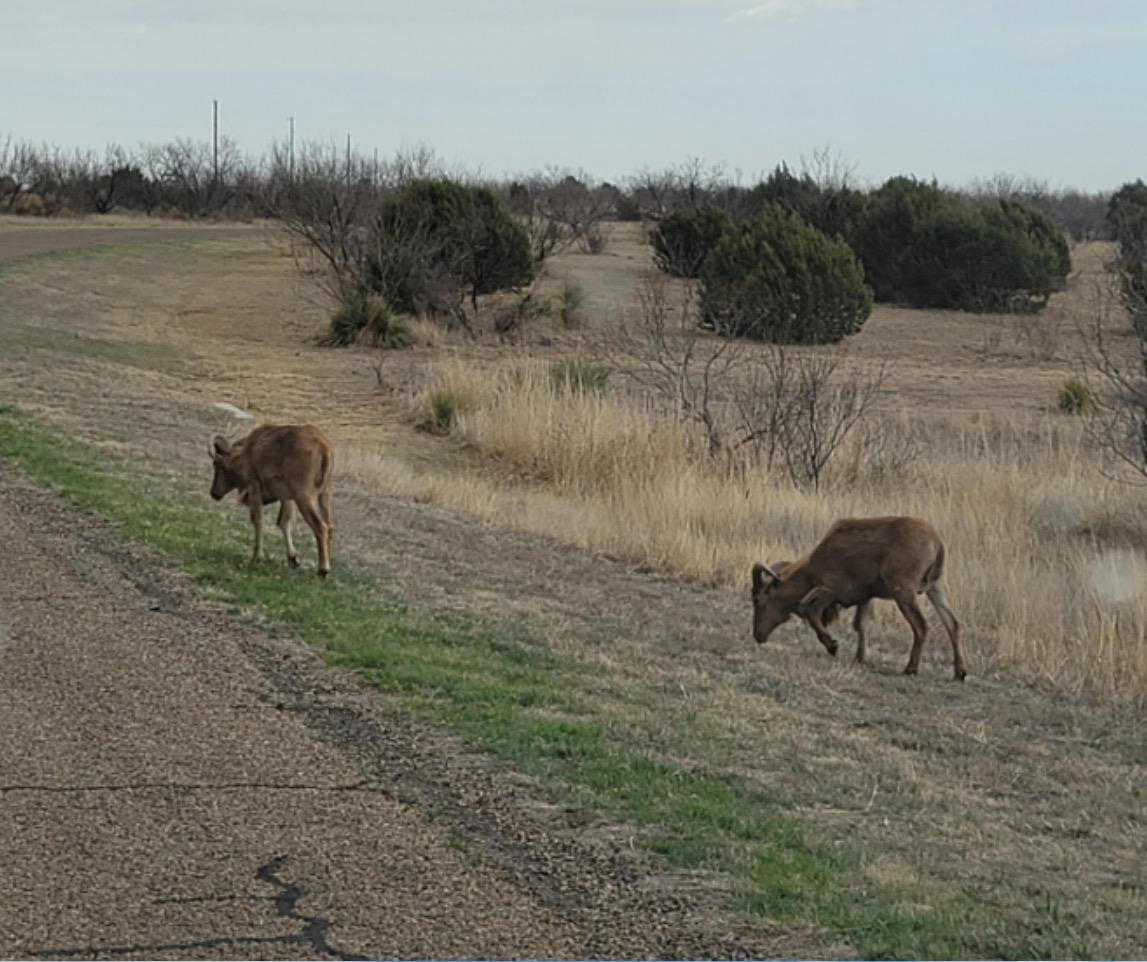 314 Prairie Point Canyon, TX 79015 - Photo 3 of 14 Photo 3