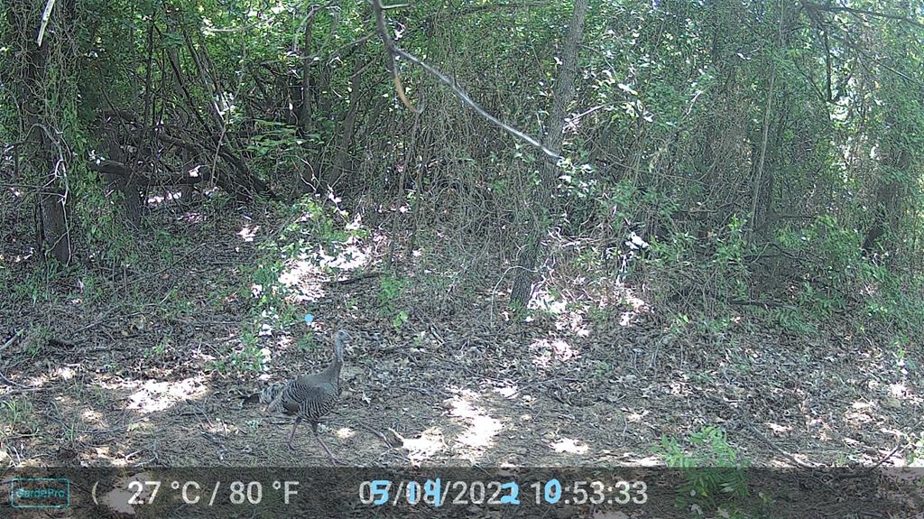 524 County Road 1792 Sunset, TX 76270 - Photo 2 of 40 a view of tree