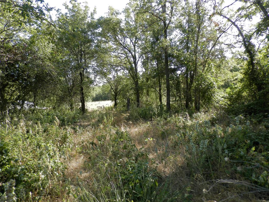 524 County Road 1792 Sunset, TX 76270 - Photo 25 of 40 a view of a forest with trees in the background