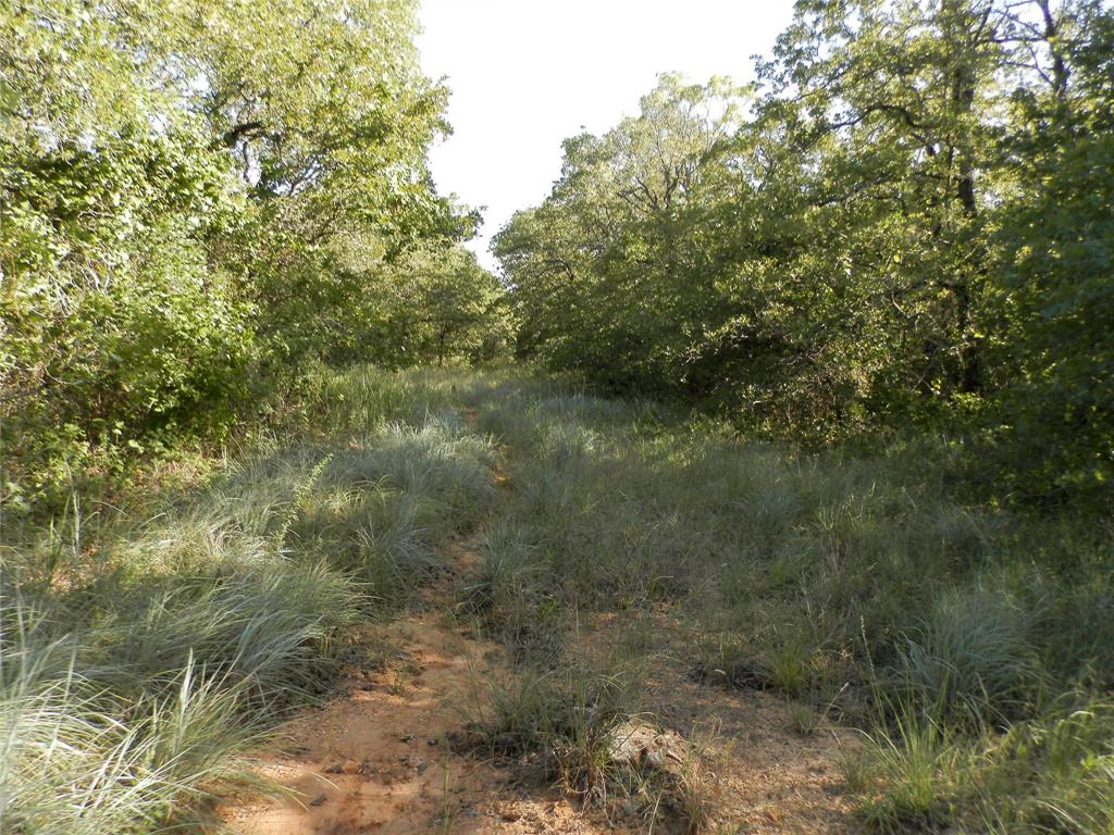 524 County Road 1792 Sunset, TX 76270 - Photo 3 of 40 a view of a forest with lots of trees