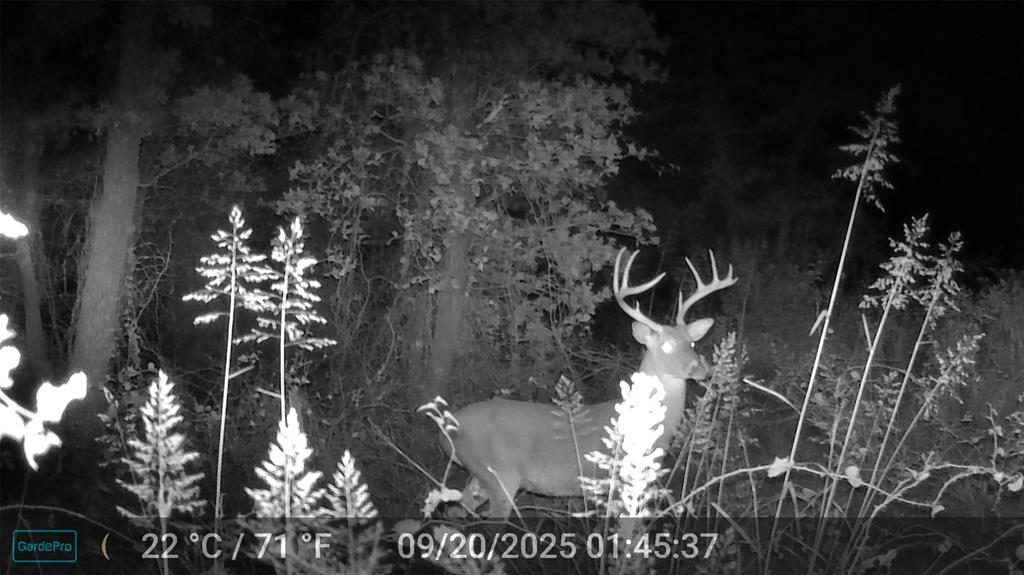 524 County Road 1792 Sunset, TX 76270 - Photo 4 of 40 a vase of flowers sitting on a table