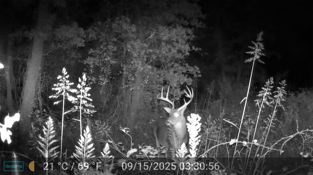 524 County Road 1792 Sunset, TX 76270 - Photo 10 of 40 a picture of tree