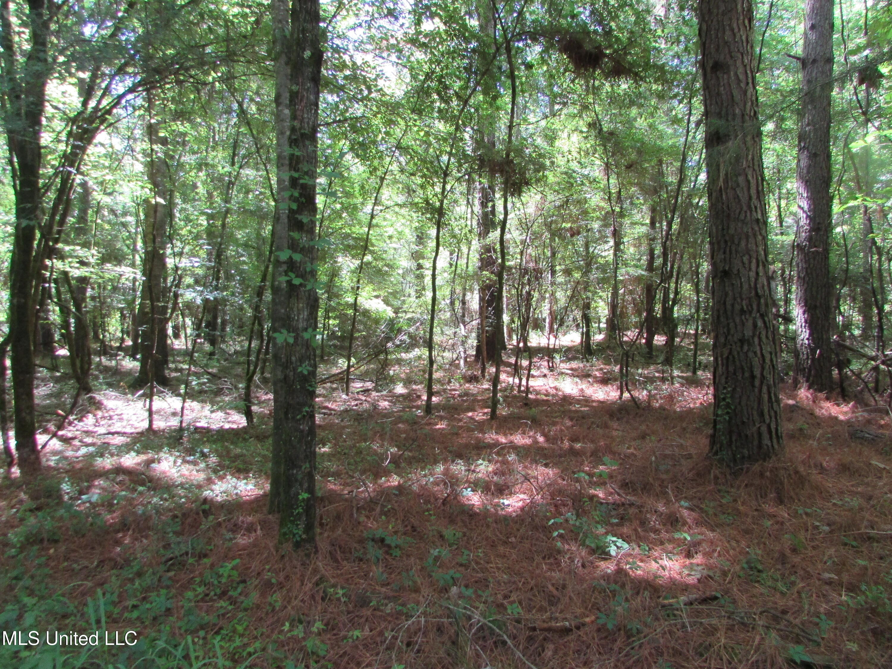 Westbrook And Bend Road Vaughan, MS 39179 - Photo 12 of 28 IMG_0020