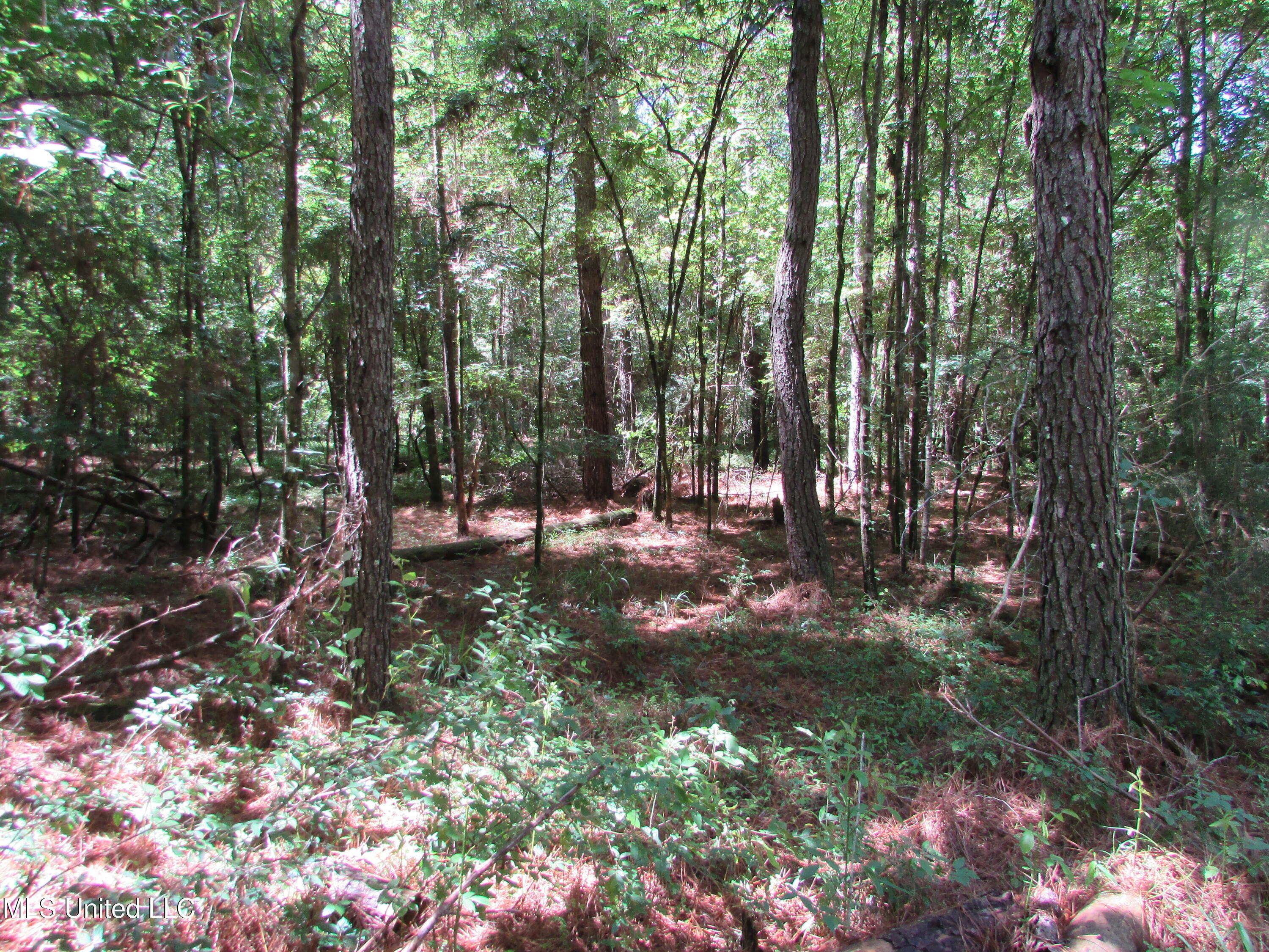 Westbrook And Bend Road Vaughan, MS 39179 - Photo 13 of 28 IMG_0021