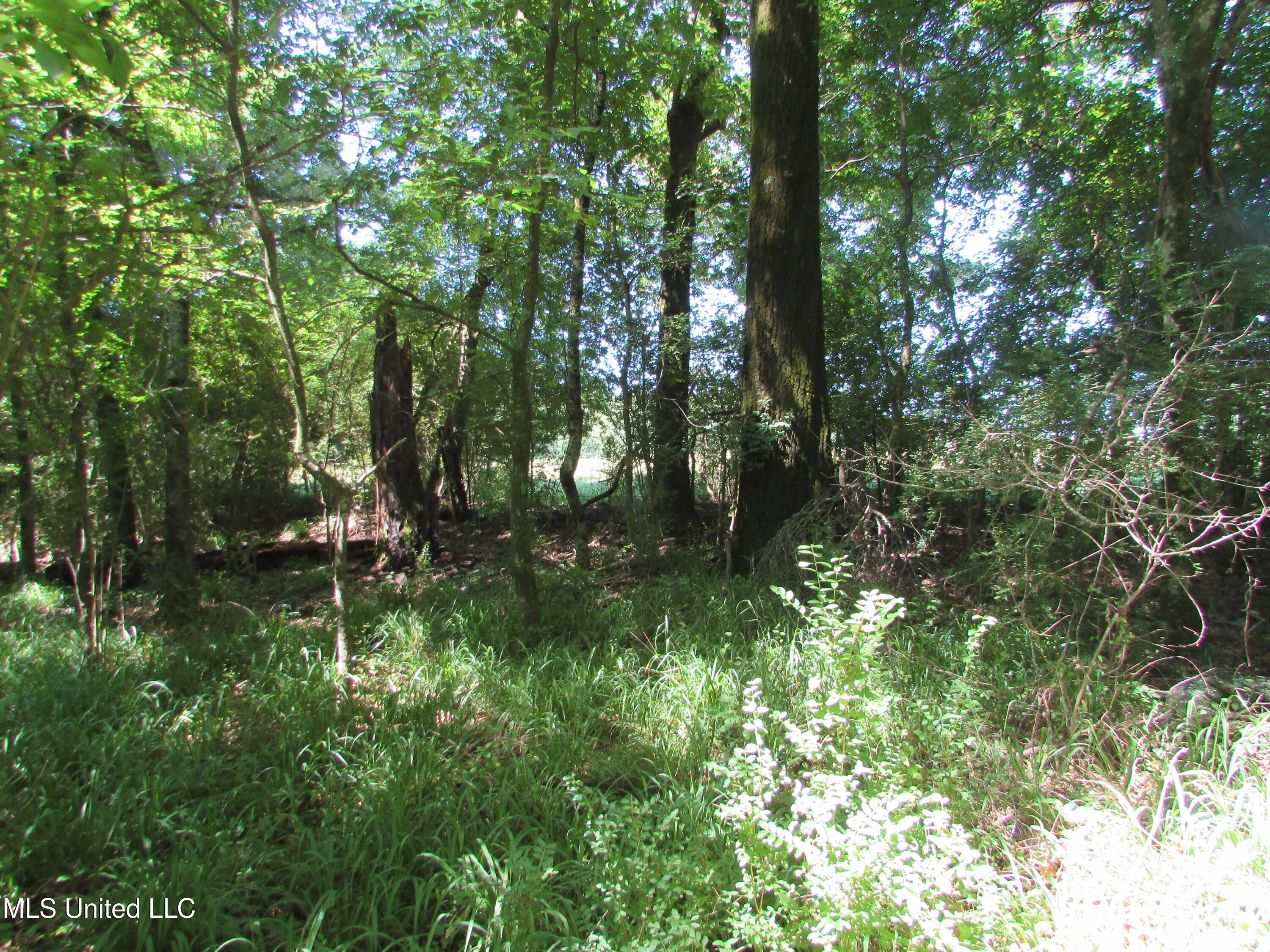 Westbrook And Bend Road Vaughan, MS 39179 - Photo 14 of 28 IMG_0023