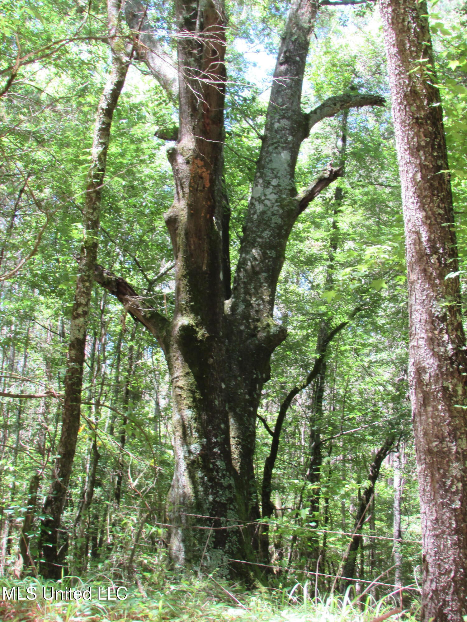 Westbrook And Bend Road Vaughan, MS 39179 - Photo 25 of 28 IMG_0038