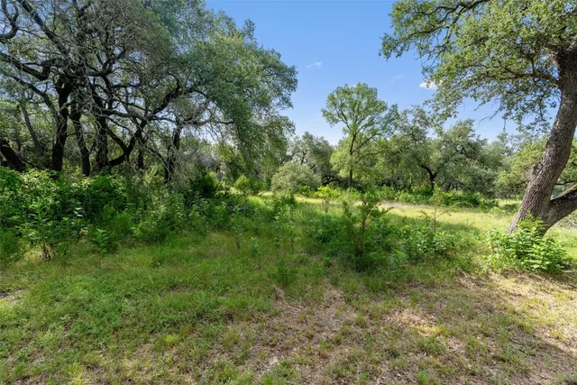 a view of a lush green forest