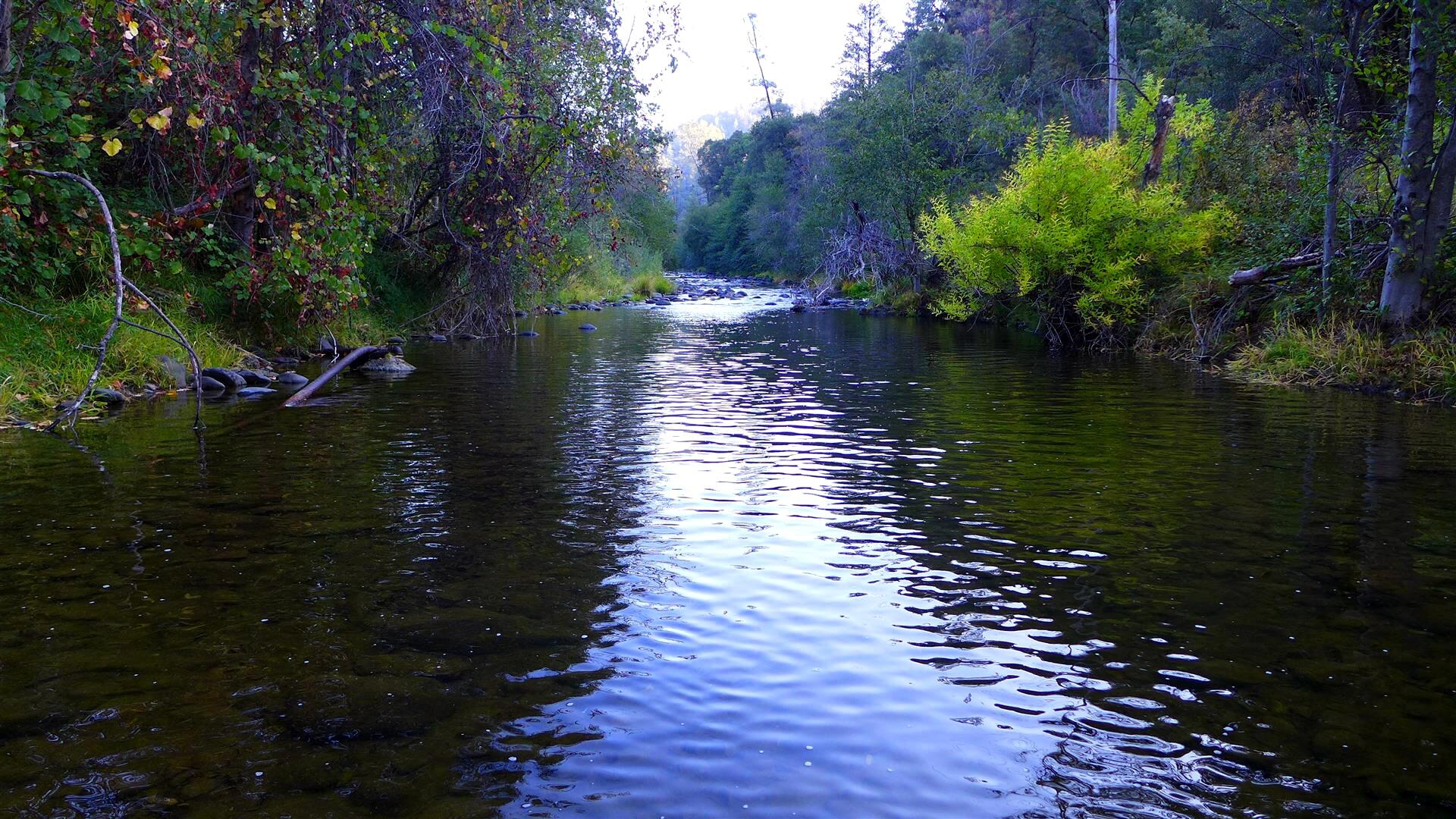 Ca-299 Oak Run, CA 96069 - Photo 12 of 34 a view of water pond with lots of trees