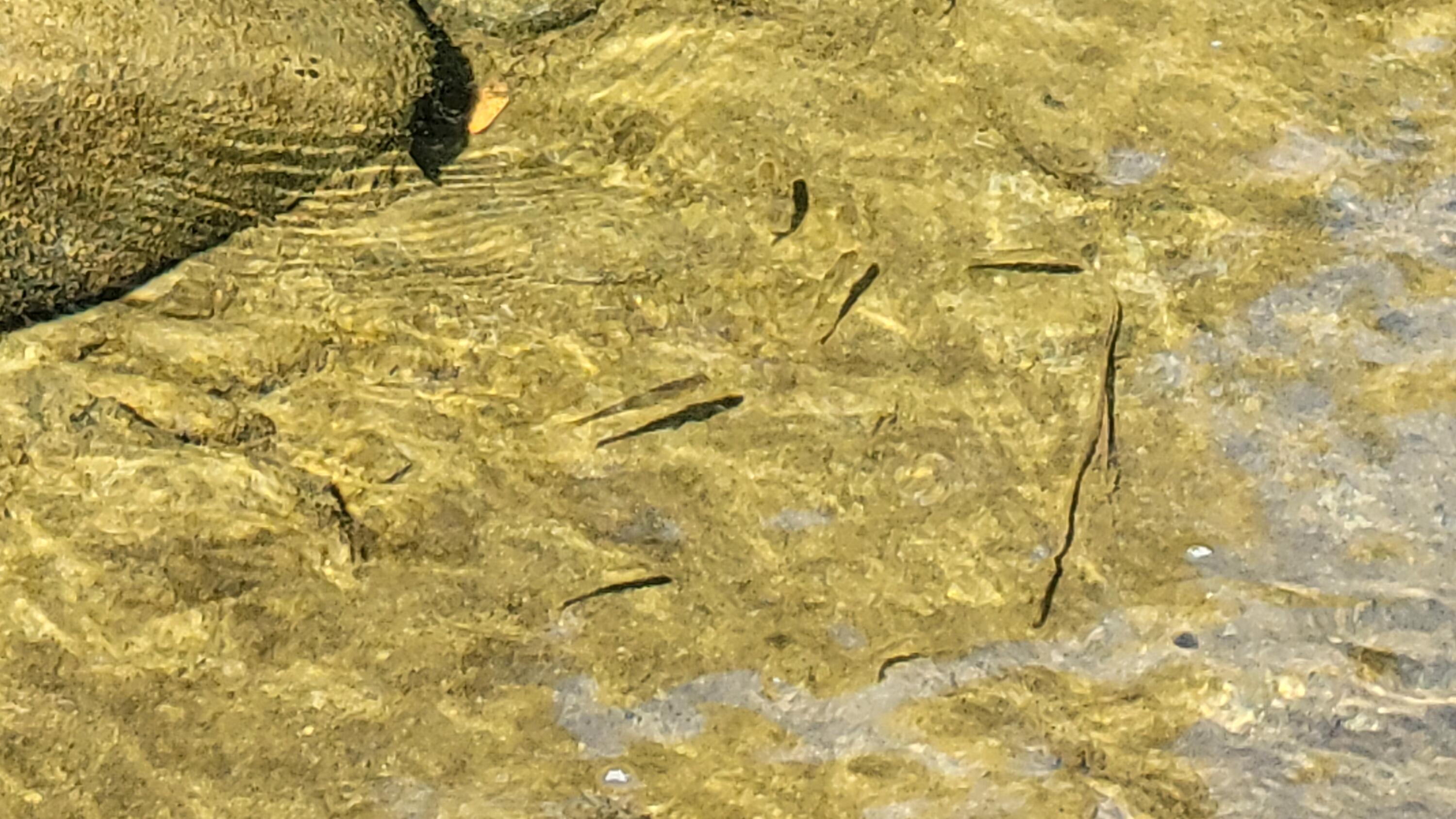 Ca-299 Oak Run, CA 96069 - Photo 2 of 34 a bathroom with a shower