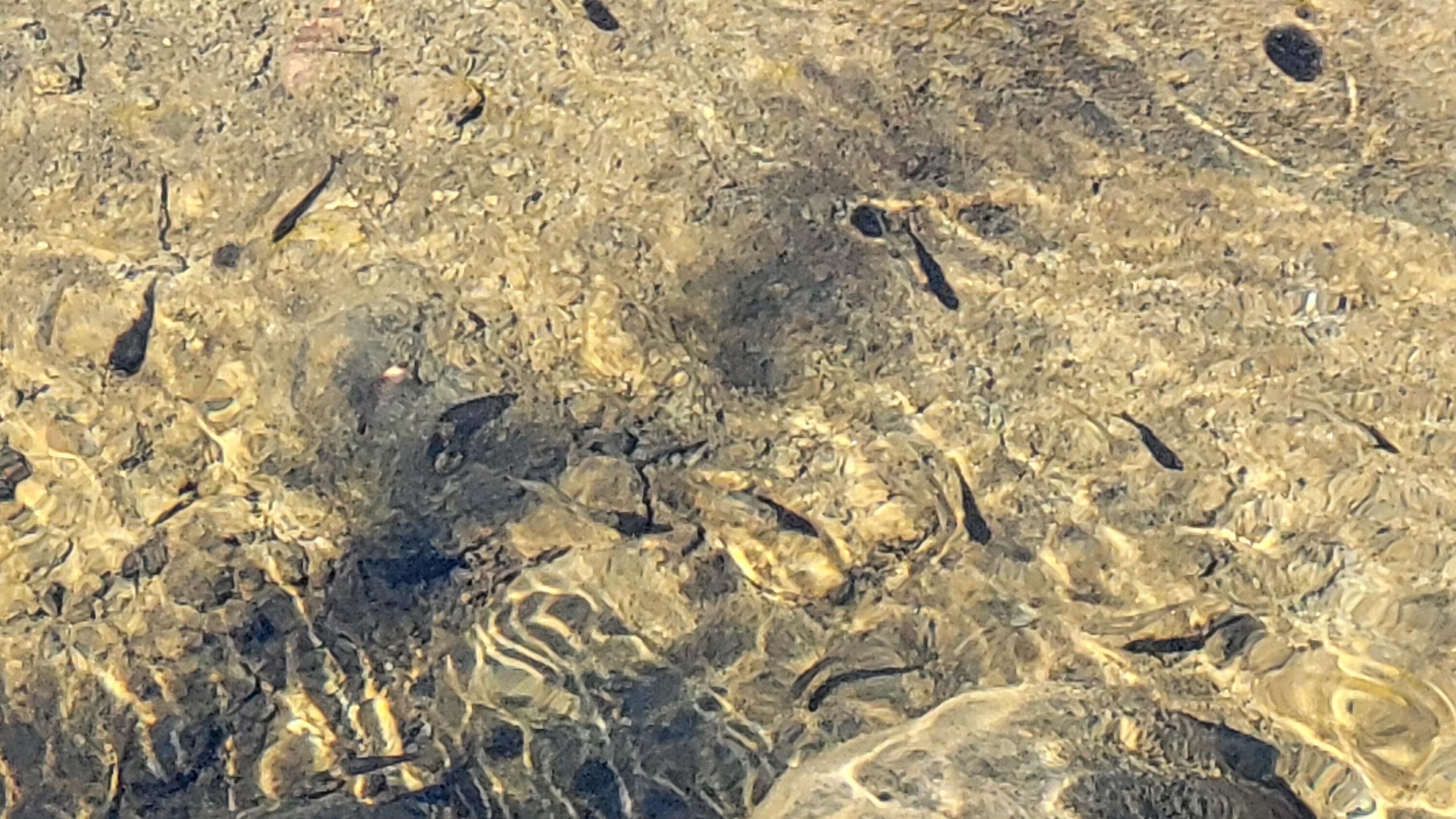 Ca-299 Oak Run, CA 96069 - Photo 3 of 34 a bathroom with a shower curtain