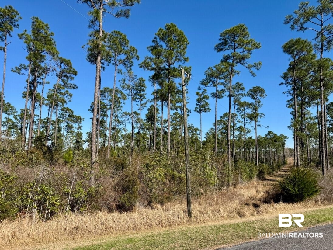 White Road Bay Minette, AL 36507 - Photo 22 of 32 View of landscape