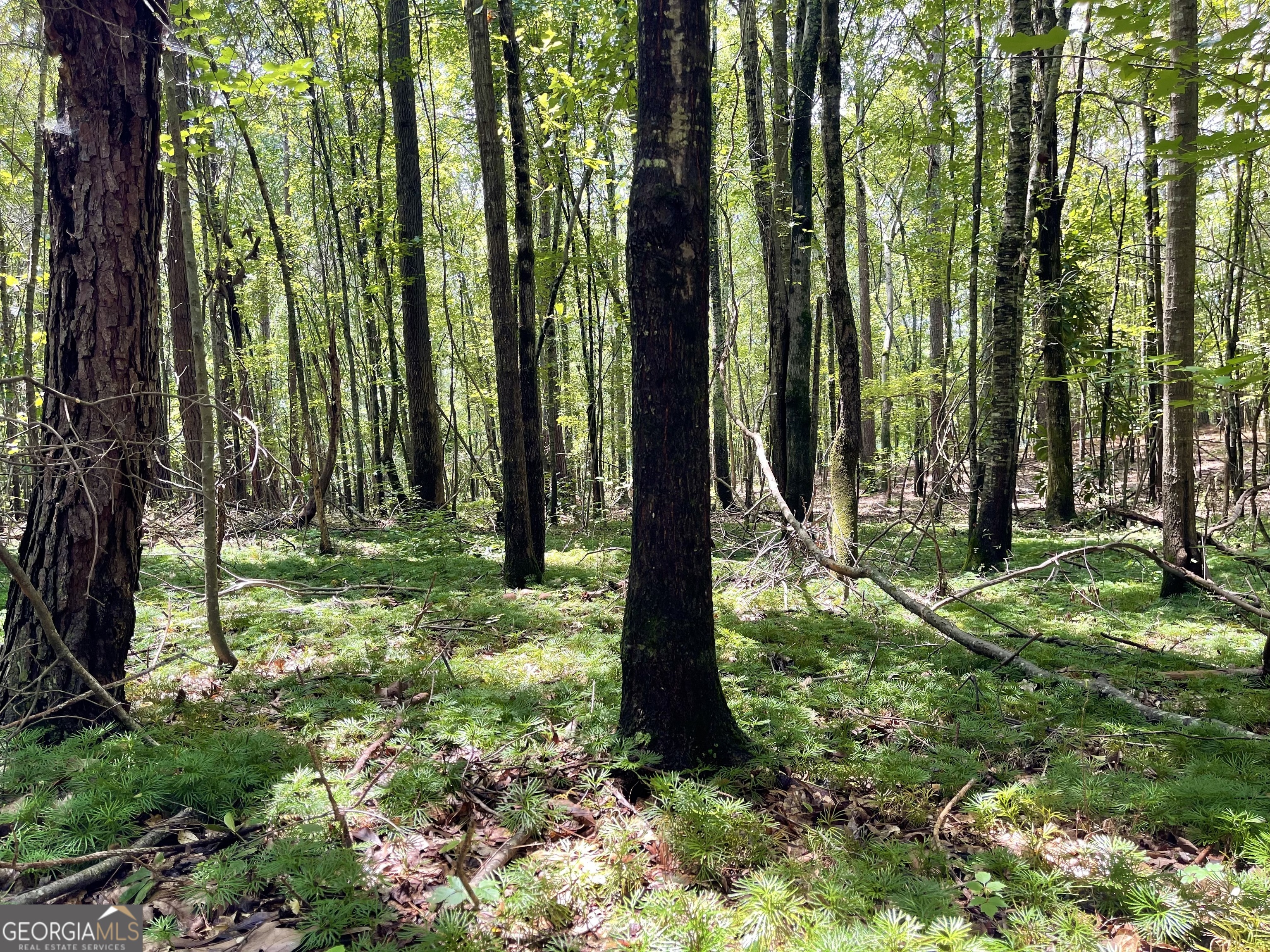 0 Welcome To Arnco Road Newnan, GA 30263 - Photo 9 of 19