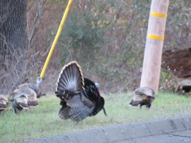 $495,000 | 314 Lariat Drive, Pope Valley, CA 94567