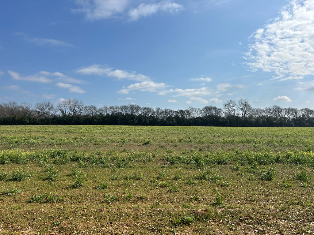 17.99-ac 17.99-ac Wicksburd Road Newton, AL 36352 - Photo 19 of 22