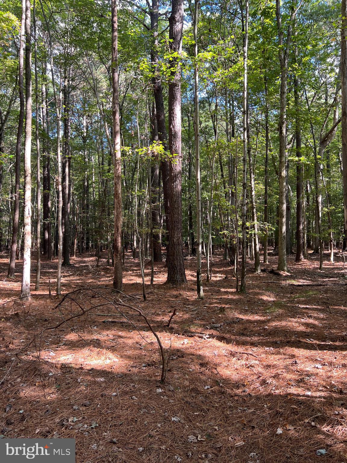 Island Creek Road Trappe, MD 21673 - Photo 4 of 4 a backyard of a house with lots of green space