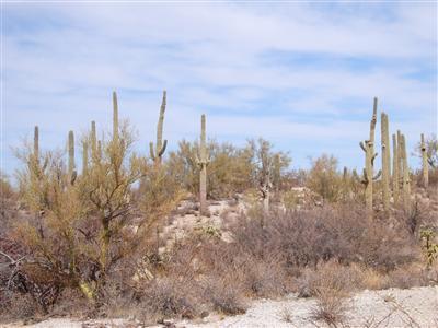 0 South Guild Road Marana, AZ 85653 - Photo 5 of 5