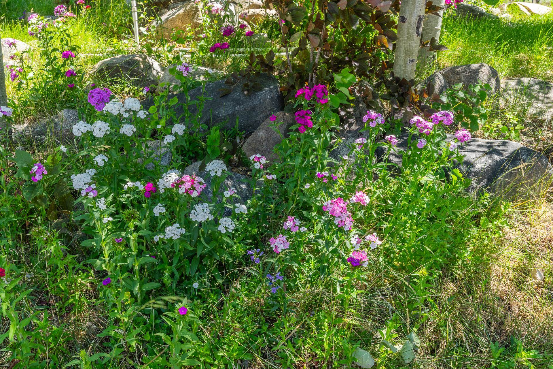 537 Aspen Spring Ranch Road Mammoth Lakes, CA 93546 - Photo 36 of 40 Garden area featuring vibrant pink and white blooms, natural rock accents, and established green foliage