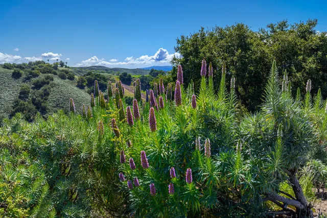 $3,149,000 | 3550 Live Oak Road, Santa Ynez, CA 93460