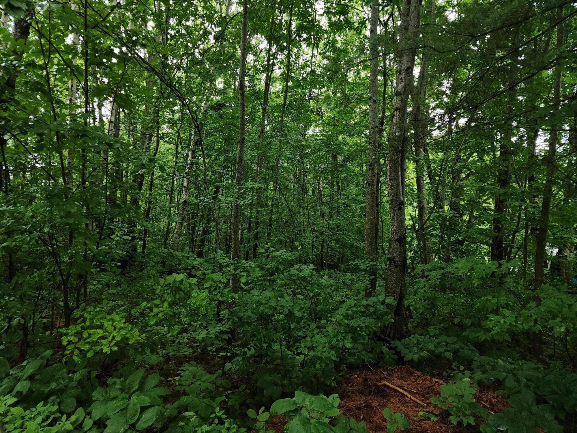 13 Oak Street Liberty, ME 04949 - Photo 2 of 5 1000012061