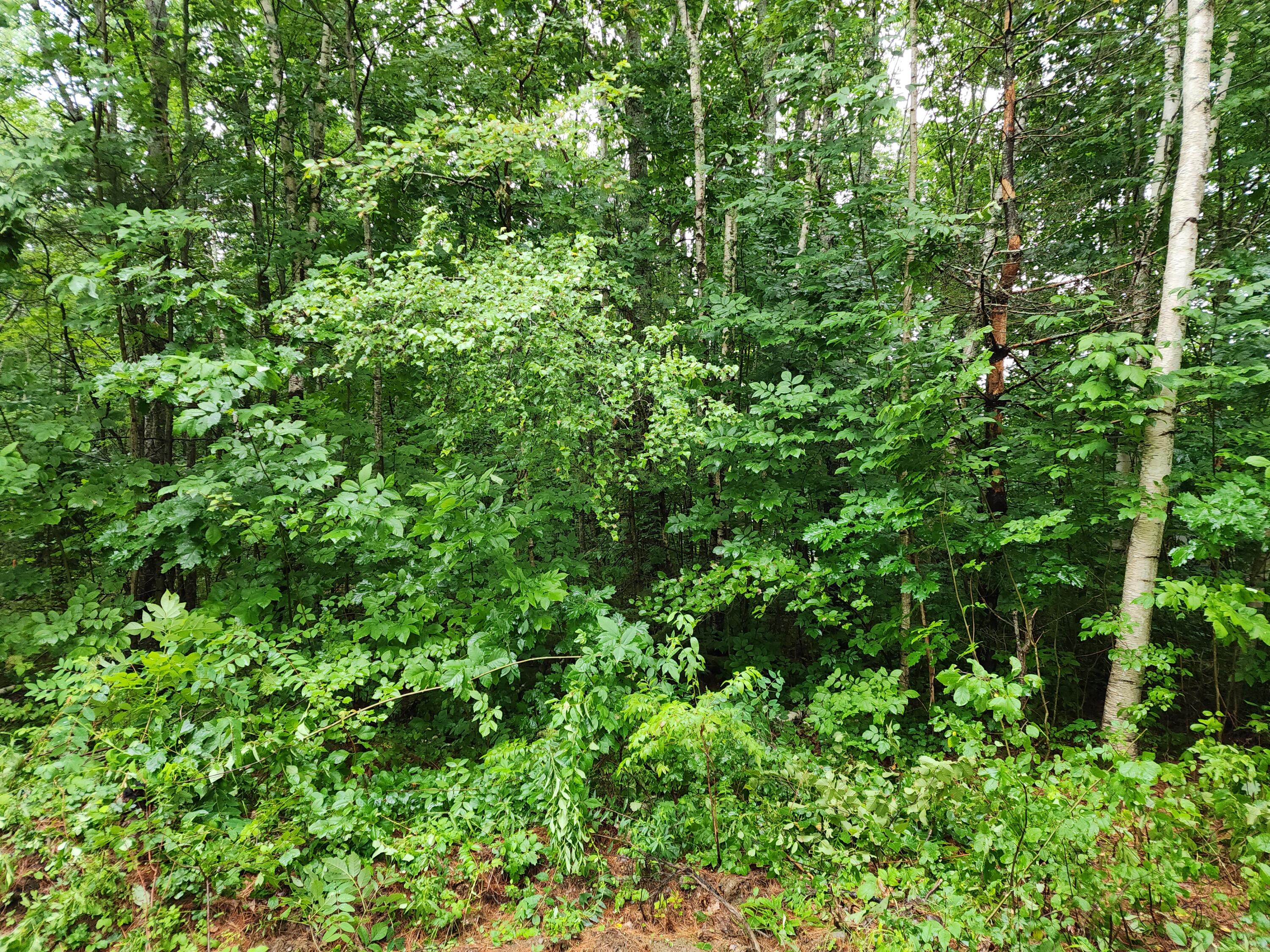 13 Oak Street Liberty, ME 04949 - Photo 4 of 5 1000012057