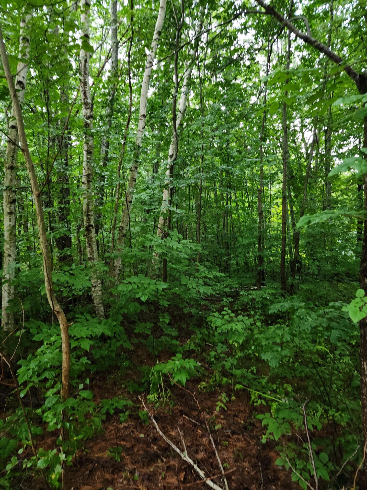 13 Oak Street Liberty, ME 04949 - Photo 5 of 5 1000012056