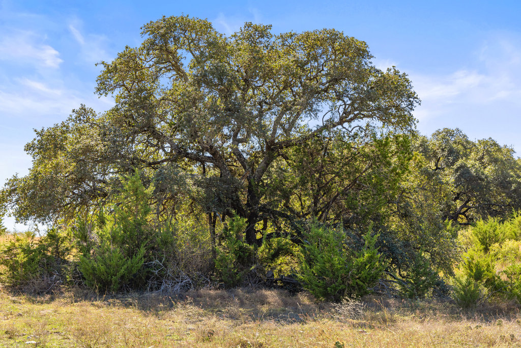 Tbd Lyda Ranch Road Bertram, TX 78605 - Photo 14 of 28 a view of a large tree