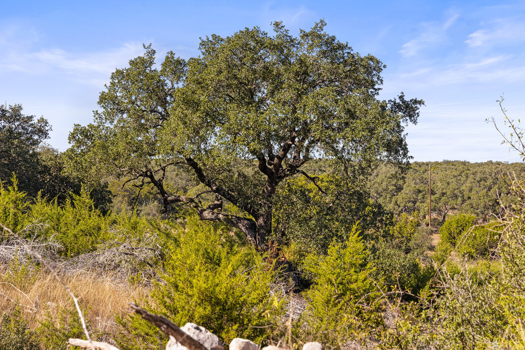Tbd Lyda Ranch Road Bertram, TX 78605 - Photo 23 of 28 a view of a field of the tree
