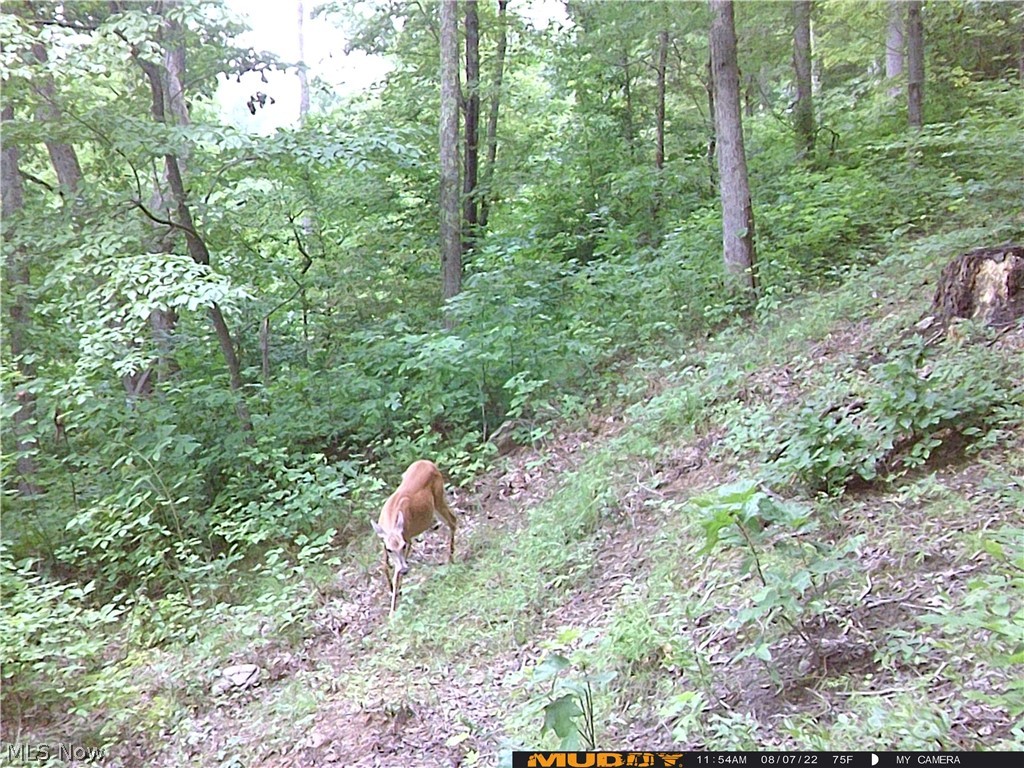 Campbell Road Freeport, OH 43973 - Photo 10 of 33 Gallery Image 10