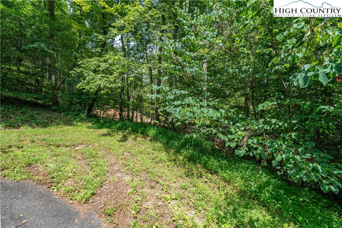 Lot 2 Lake Ridge Butler, TN 37640 - Photo 24 of 26 a view of a yard with plants and large trees