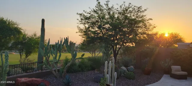 a view of a forest with a tree