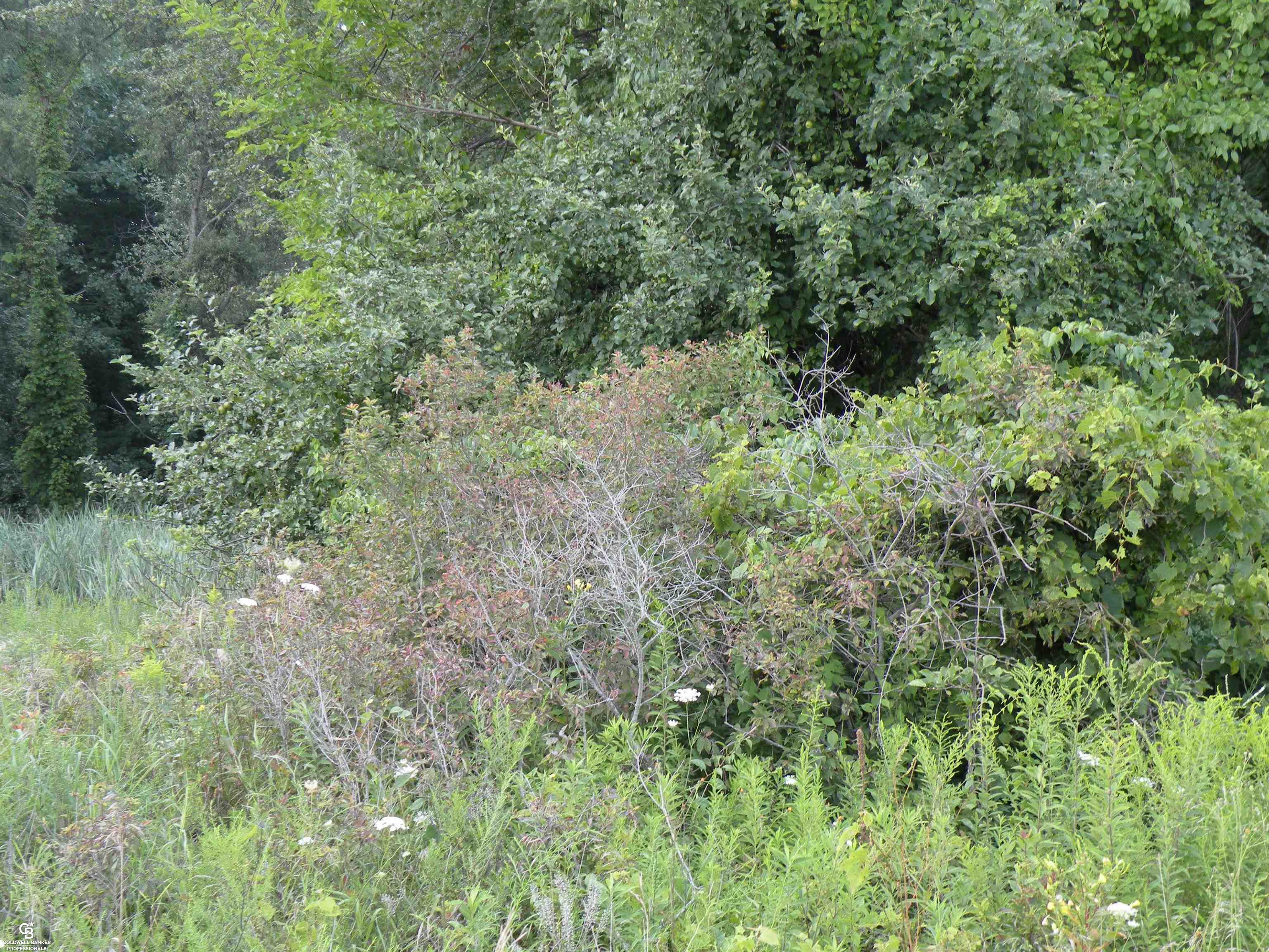 0 Parks Road Yale, MI 48097 - Photo 3 of 12