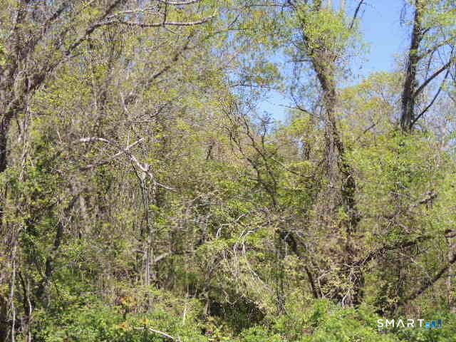 65 R Coleman Street West Haven, CT 06516 - Photo 1 of 6 a view of a yard with a tree