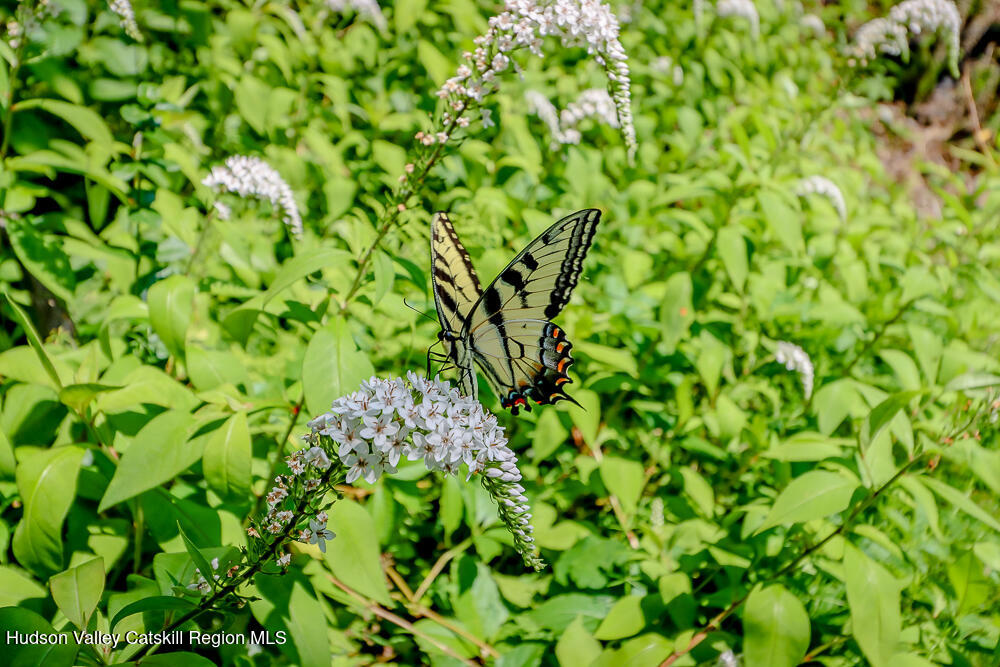 277 Clark Road Chatham, NY 12060 - Photo 31 of 34 butterfly