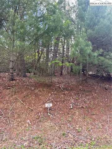 a view of a forest with trees in the background