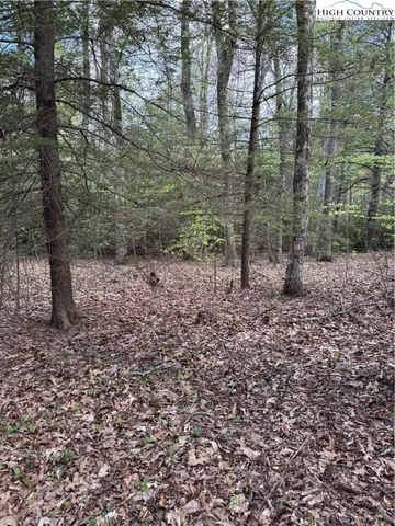 a view of a forest with trees