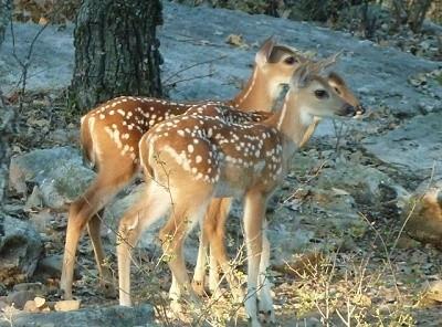 411 Mountainview Court Sunset, TX 76270 - Photo 16 of 25