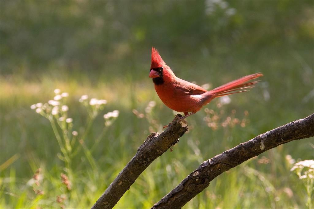 411 Mountainview Court Sunset, TX 76270 - Photo 18 of 25